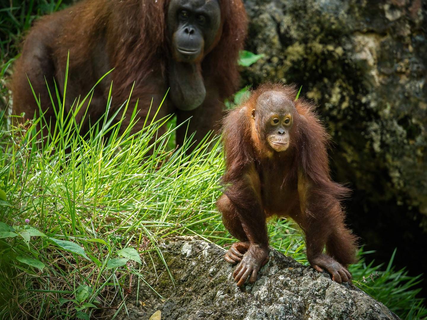 Top 4 Ethical Wildlife Adventures in Malaysia