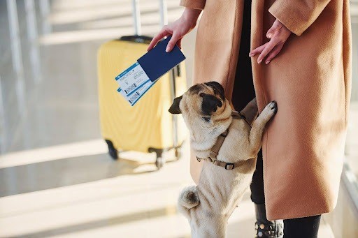 Can You Travel Abroad with a Dog? A UK Owner's Complete Guide