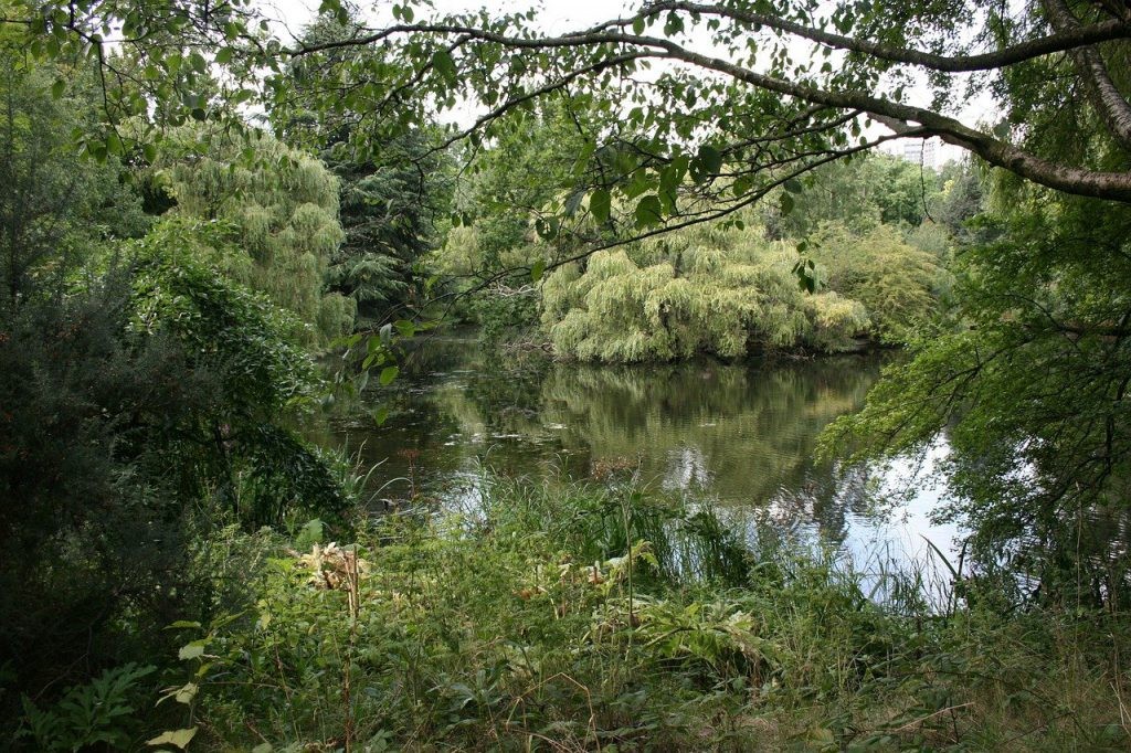 trees with lake and pond