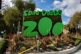 San Diego Zoo 263x175 