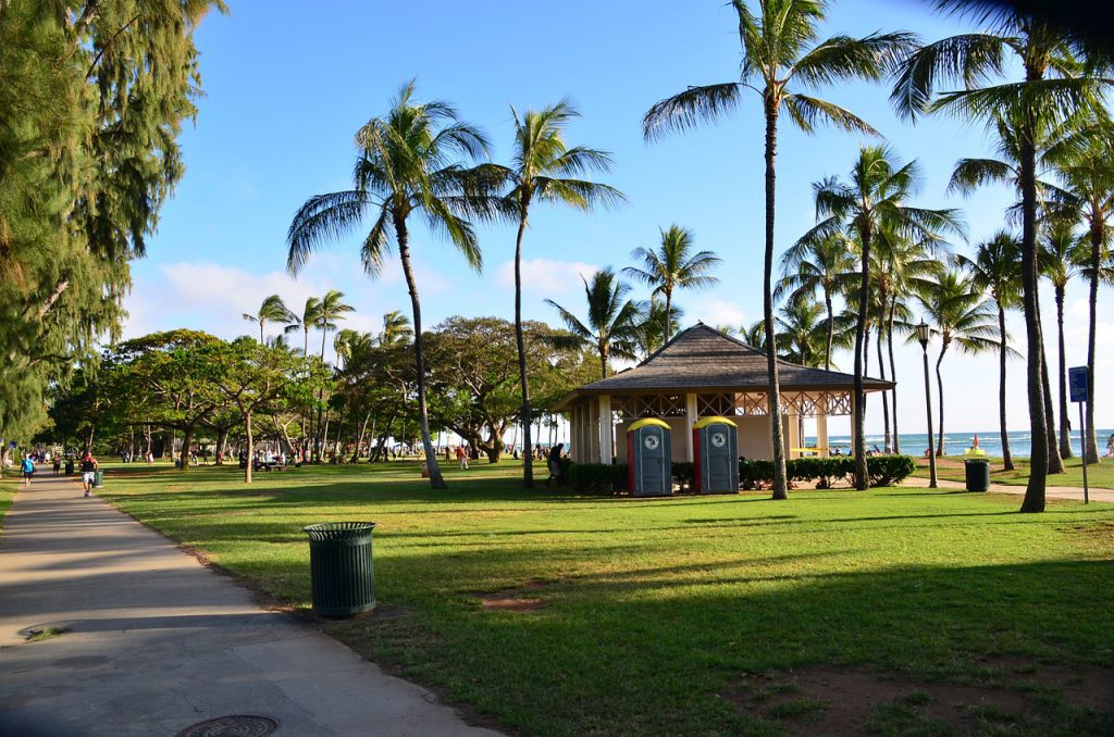 honolulu hawaii palm trees