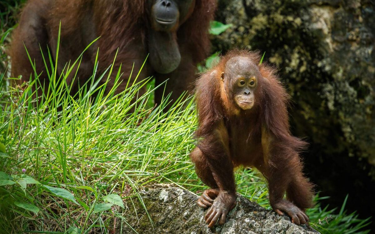 Top 4 Ethical Wildlife Adventures in Malaysia