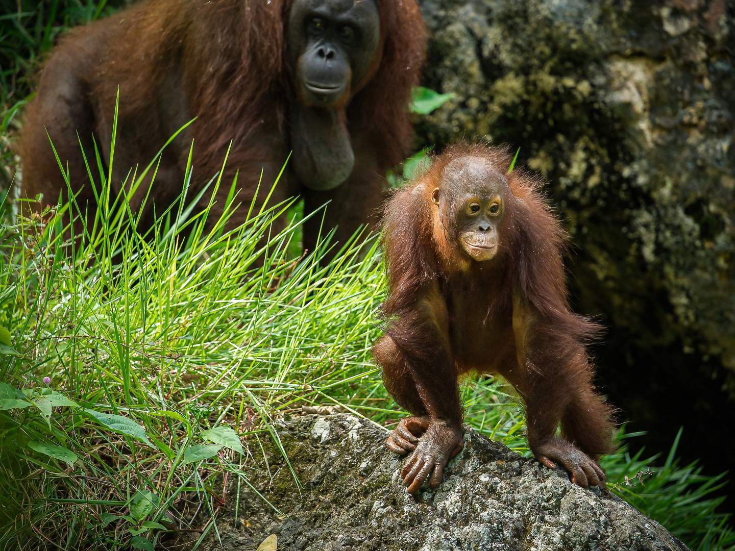 Top 4 Ethical Wildlife Adventures in Malaysia | Stasher Blog