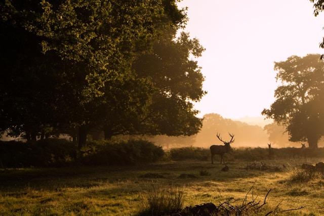 A stag in the twilight at Richmond Park